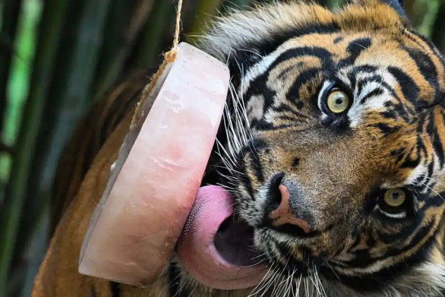 De frutas, cereales y carne: los animales del zoo de Roma se enfrentan a la ola de calor con helados