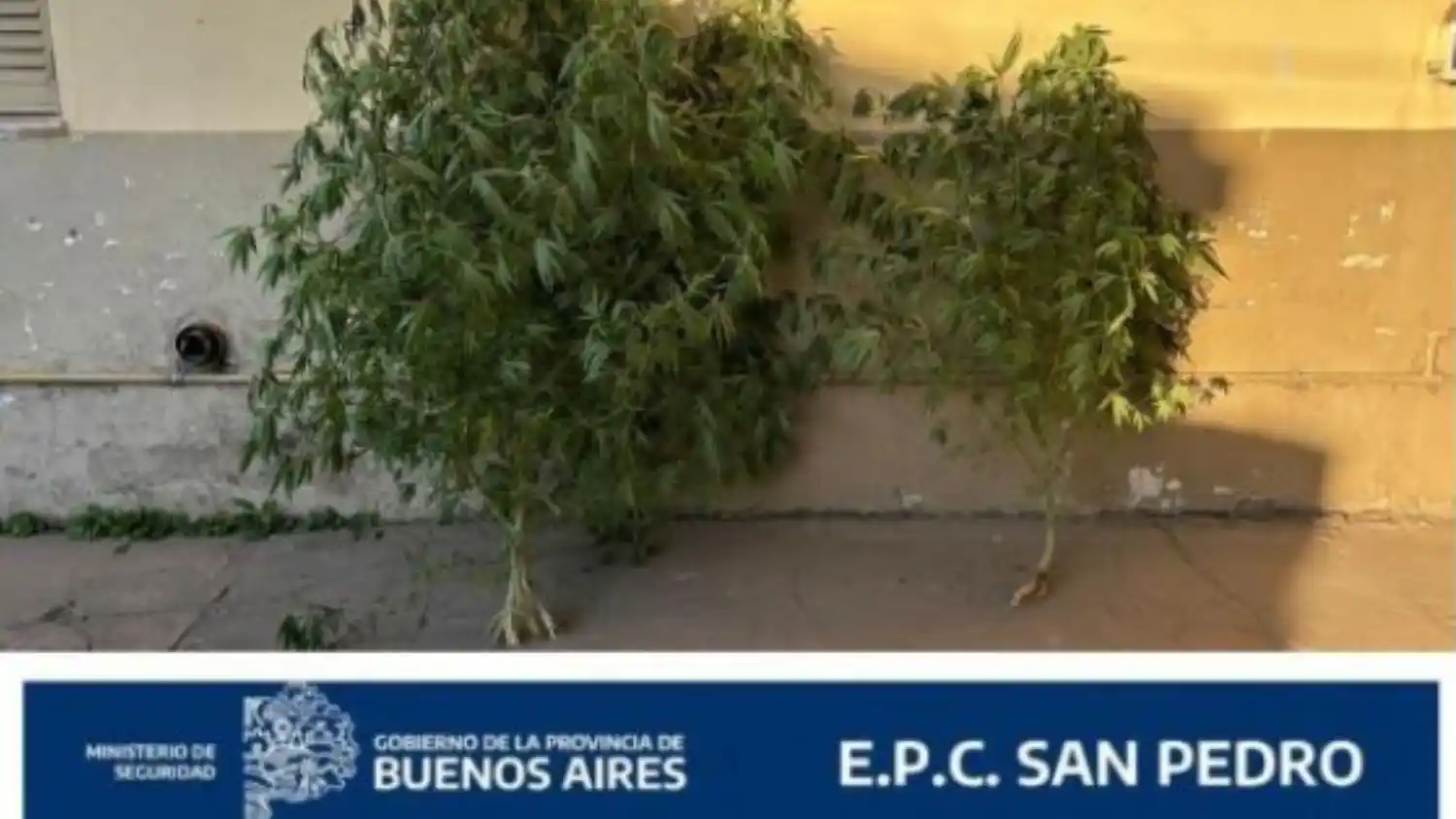 La policía fue para esclarecer un robo y encontró plantas marihuana en la vivienda.