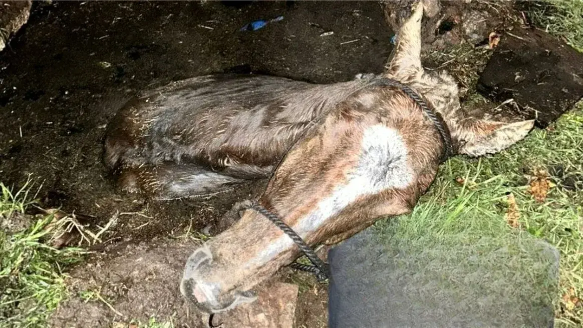 San Genaro: rescatan a un caballo que cayó en un pozo ciego