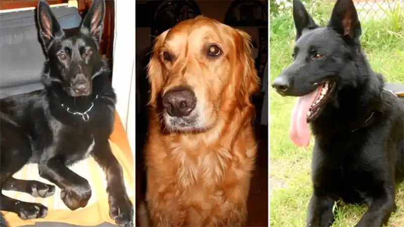 Le robaron la camioneta con los perros adentro y murieron asfixiados