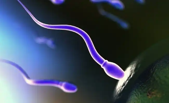 Científicos descubren verdadera forma del movimiento de los espermatozoides