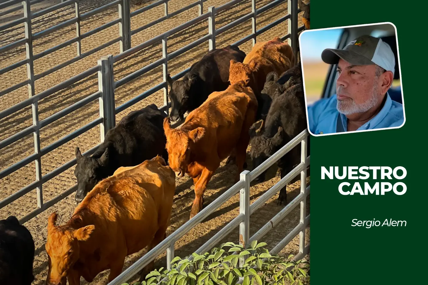 Cañuelas recibió 6.522 animales y la soja cotizó a 555.000 pesos por tonelada