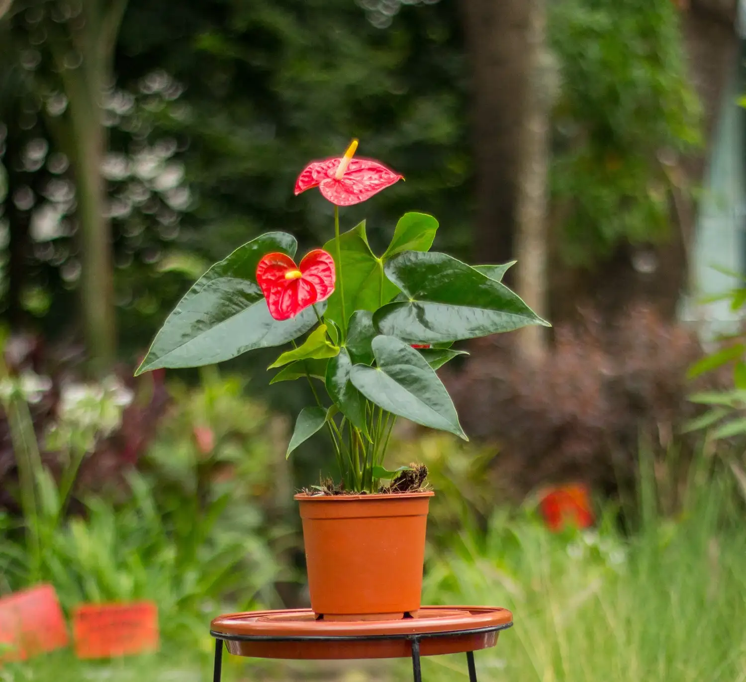 Cuatro plantas que pueden crecer en agua y son fáciles de mantener dentro de casa - 5
