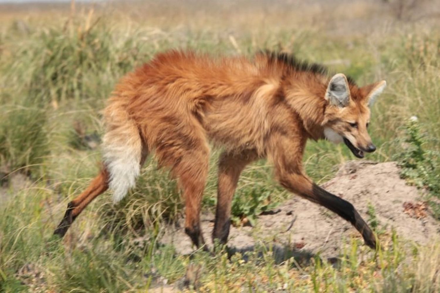 El aguará-guazú, una especie actualmente en extinción