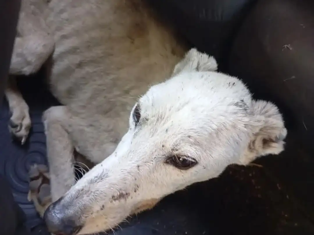 Santa, el galgo rescatado por Mascotandil.