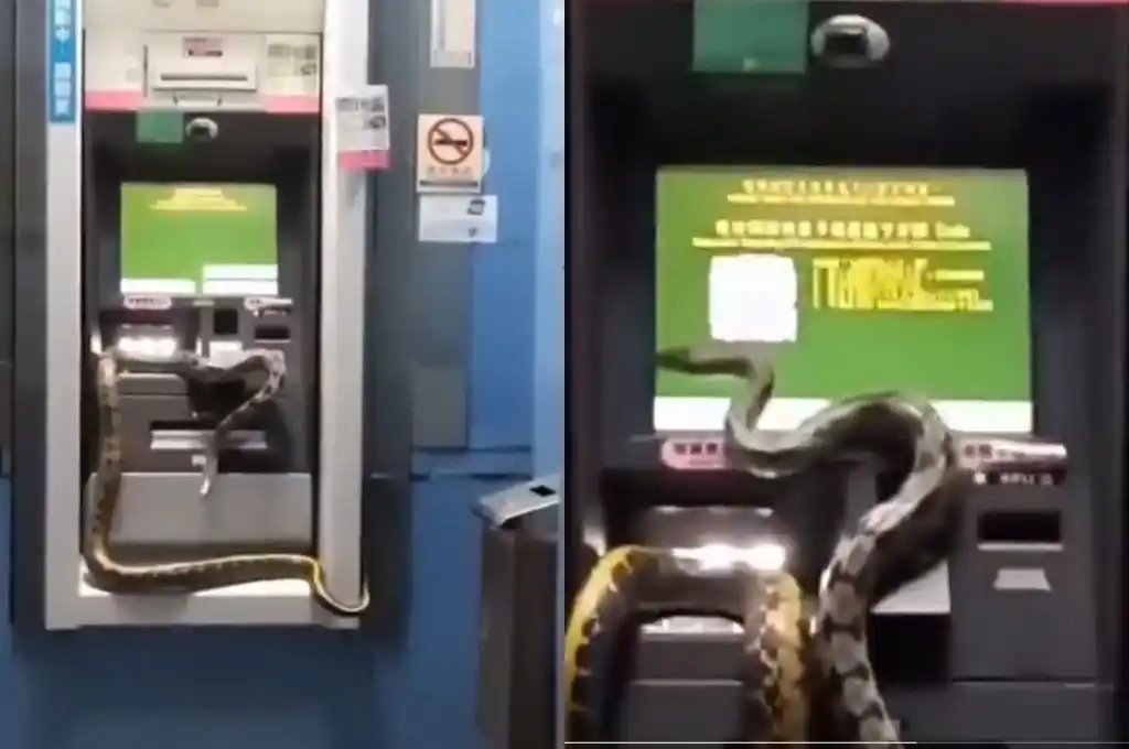 Una pitón sorprendió a usuarios de un cajero