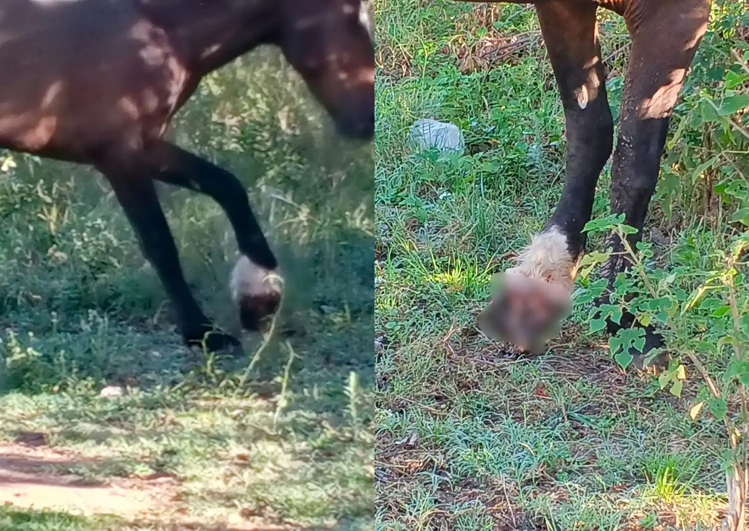 Buscan a dueños de caballo lastimado en inmediaciones del Cementerio