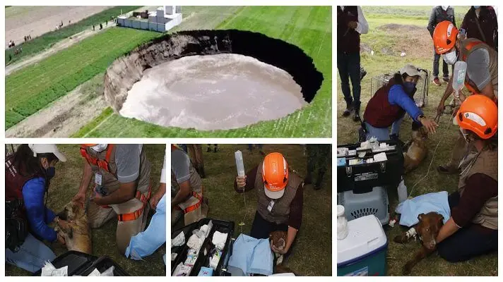 EL ESPECTACULAR RESCATE de dos perritos que cayeron en un enorme agujero, en un pueblo de México