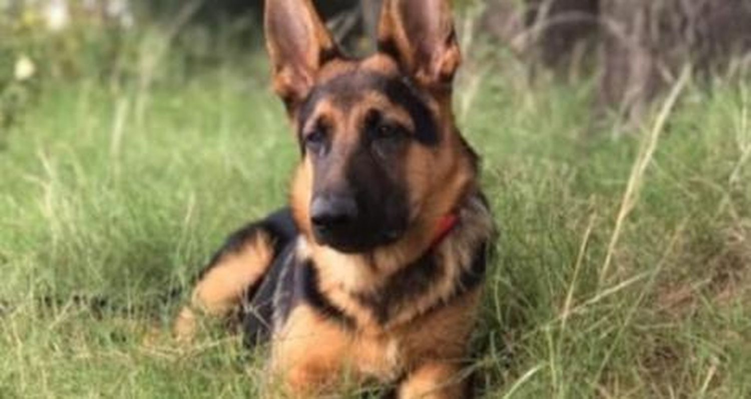 Camilo busca a su perro Sam