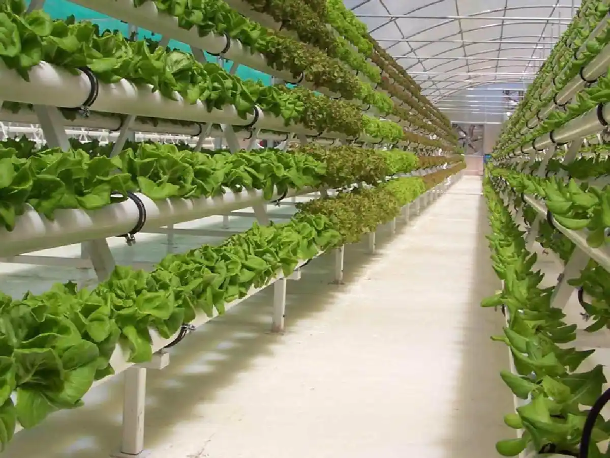 El reto de producir verduras  en la Antártida, en marcha      