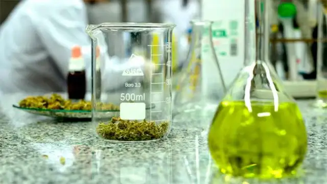 El aceite de cannabis fue exitoso en 80% de los casos del primer ensayo oficial