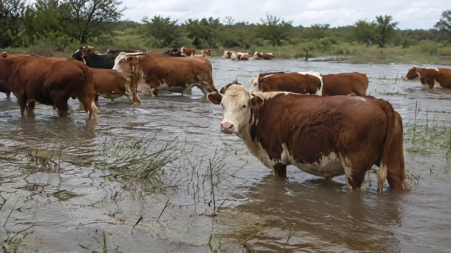 La Sociedad Rural advierte sobre el impacto la creciente en la producción ganadera en islas y solicita medidas urgentes ante la emergencia hídrica.