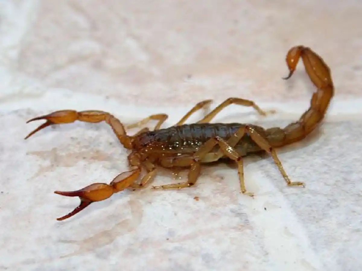 Alacranes: comienza el verano y hay "alerta"