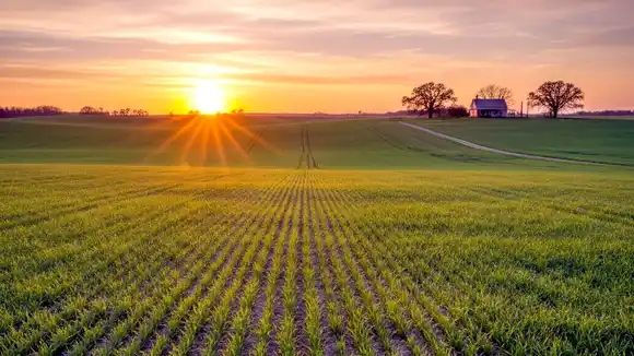 Buena cosecha de trigo en la región, pero crece la preocupación por el bajo precio internacional