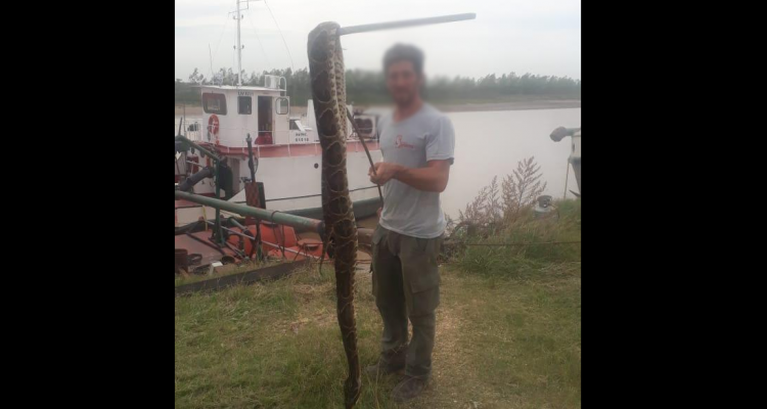 Hallaron una yarará de gran tamaño en el riacho Baradero