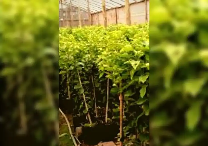 Tras el violento asalto en la vivienda, robaron en el vivero de la familia Adrover