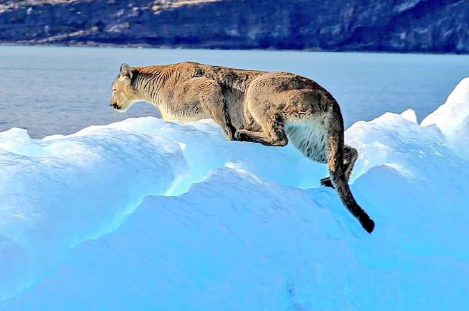 Avistan un puma en un iceberg en el sur argentino