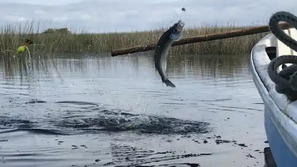 Terminó la veda de pesca del pejerrey en la provincia de Buenos Aires