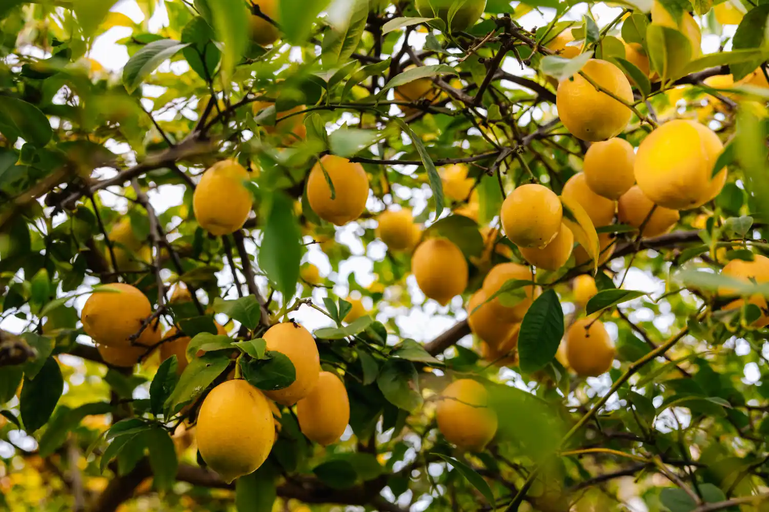 ¿Te sobran limones? Conocé el truco casero con el cítrico y azúcar que vale la pena probar