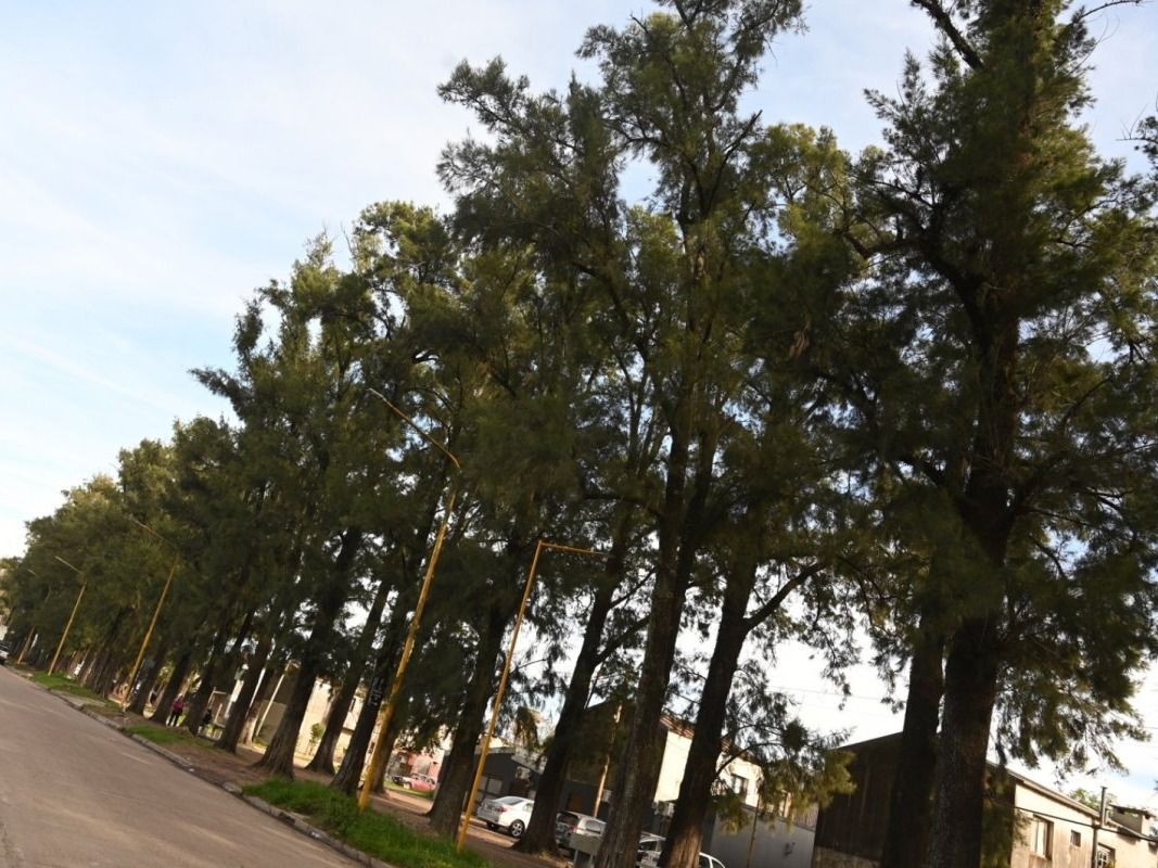 Podaron árboles en los barrios 338, 348 y 62 Viviendas para despejar las luminarias y brindar mayor seguridad