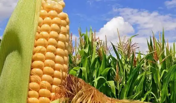 ¡DICEN QUE HACE FALTA MÁS! Agroindustria pide la exoneración de impuestos para traer maíz