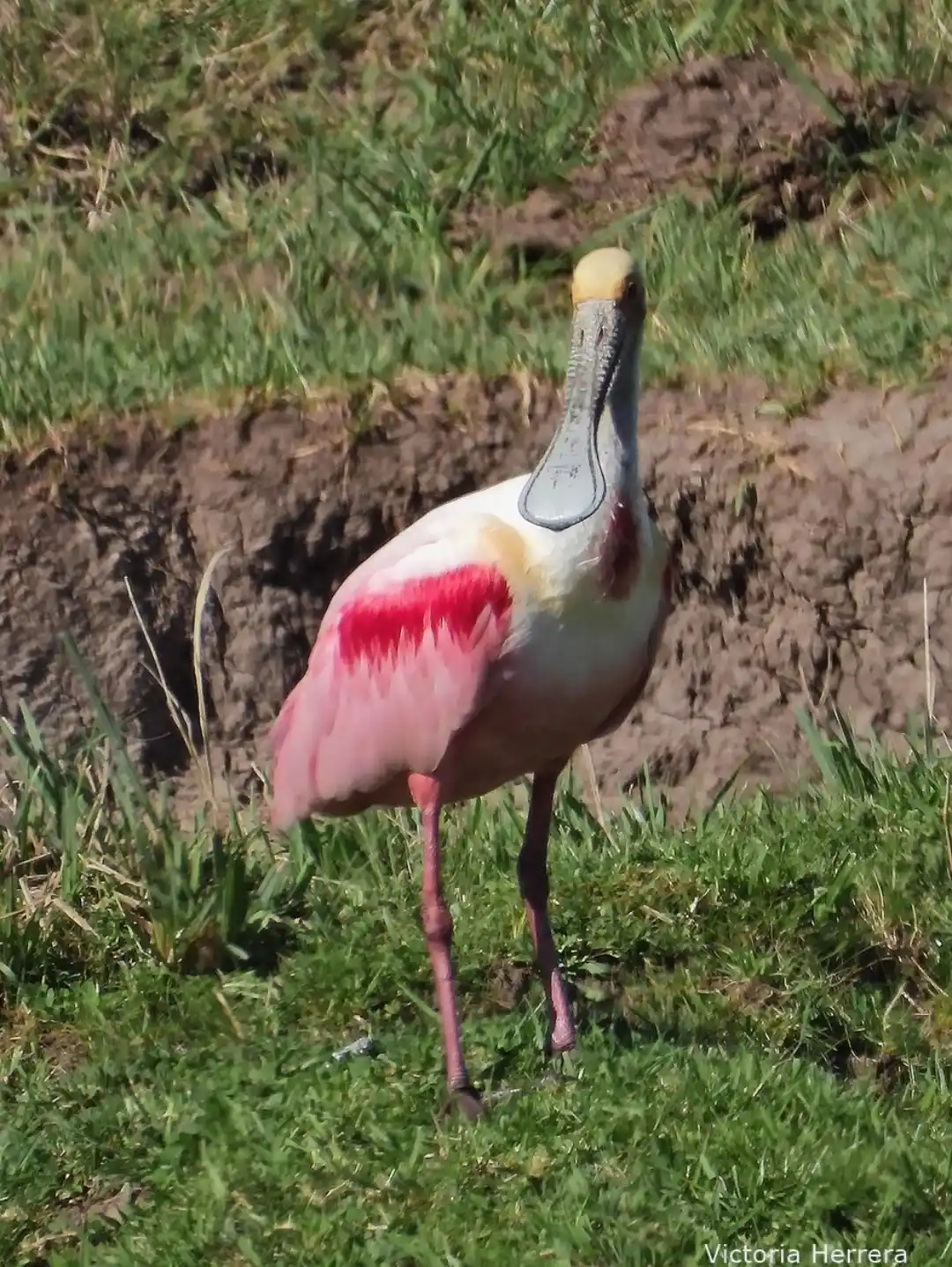 Chascomús celebra el Día de los Humedales con una jornada de avistaje de aves