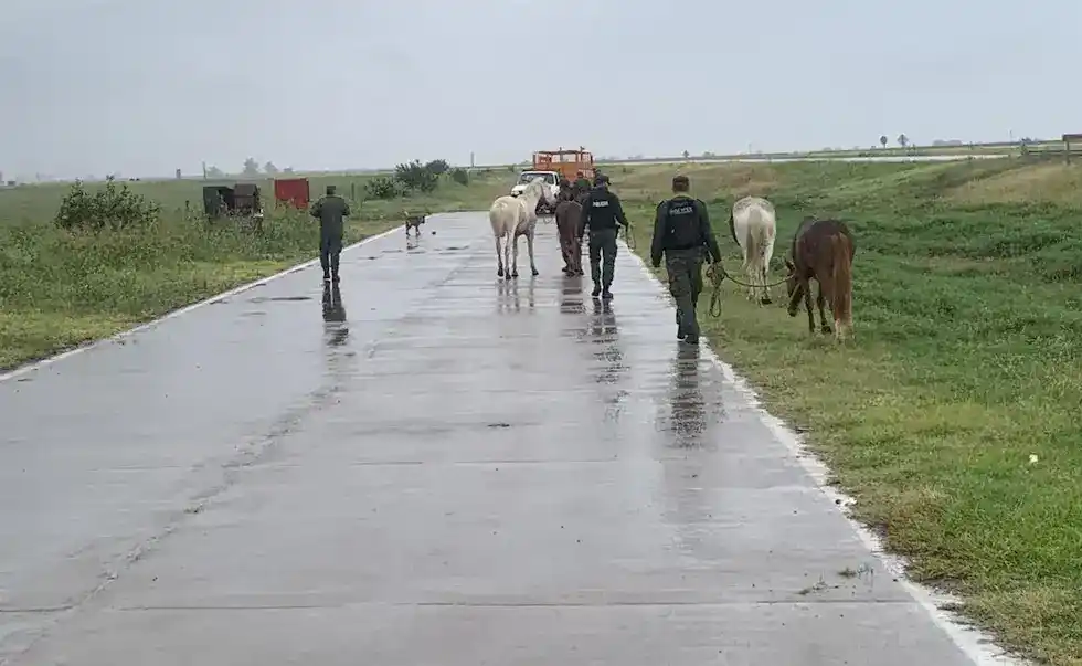 Chocó contra un caballo suelto en la Ruta Nacional 19 y la empresa del peaje deberá indemnizarlo