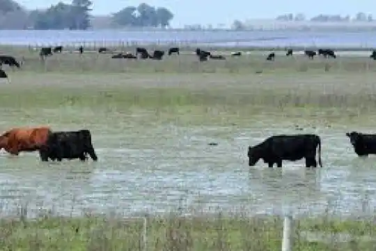 Muerte de terneros en zonas inundadas va a repercutir en el precio de la carne