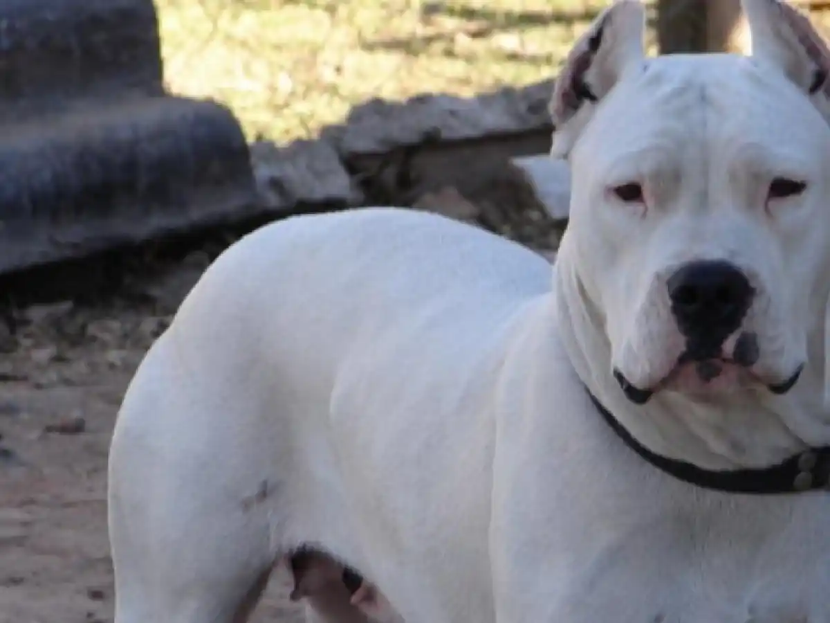 Malagueño: un dogo hirió a cuatro vecinos y ellos lo mataron a puñaladas y a palazos