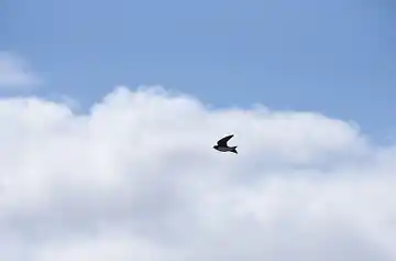 Martes de nubosidad variable y aumento de la temperatura en Rosario