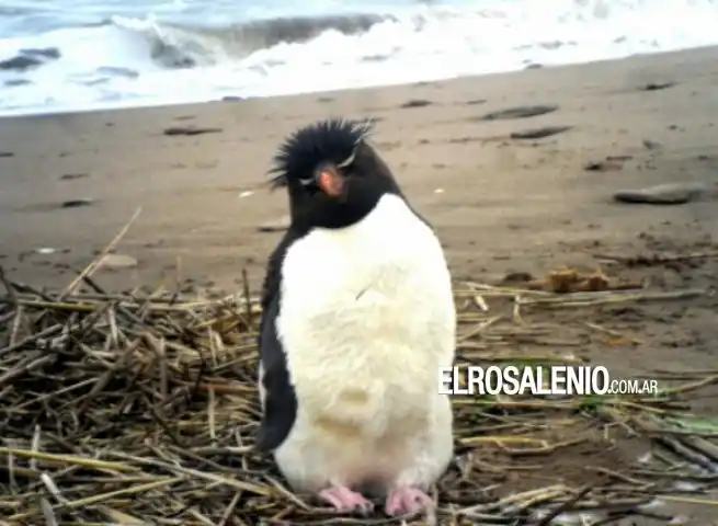 Pehuen Có: Encontraron un pingüino "Penacho"