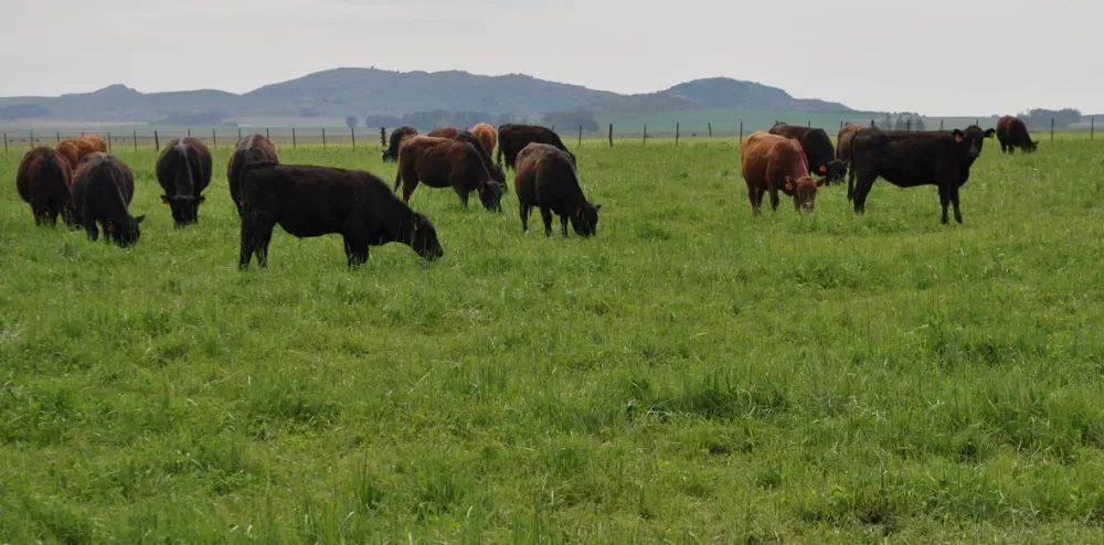 Las pasturas en el sudoeste siguen con su plan