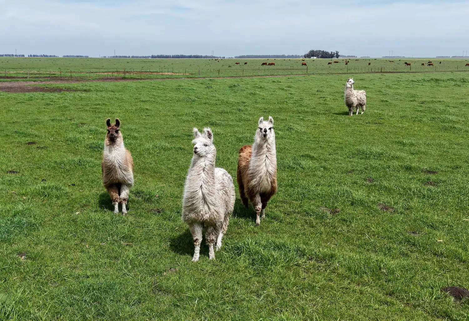 Bella llamas