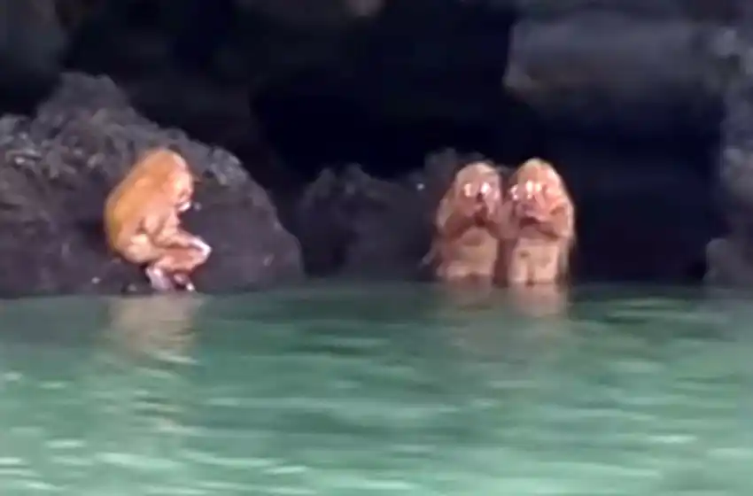 La verdad detrás del hallazgo de unas criaturas «ewoks» en una tenebrosa cueva