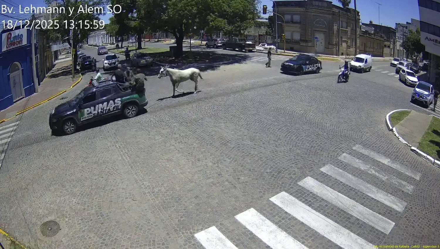 Alerta por un caballo suelto: activaron el protocolo y lo capturaron sin incidentes