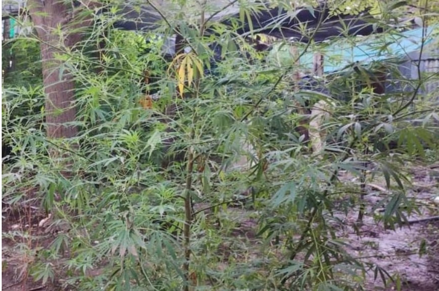 Las plantas de marihuana halladas en la vivienda