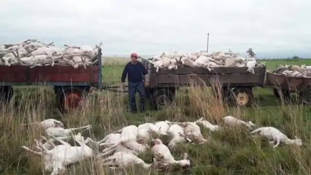 Así trasladaron a las ovejas muertas por hipotermia en Corrientes