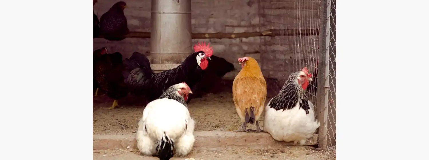Gripe aviar en Mar del Plata: "Se puede consumir la carne y los huevos sin ningún problema"