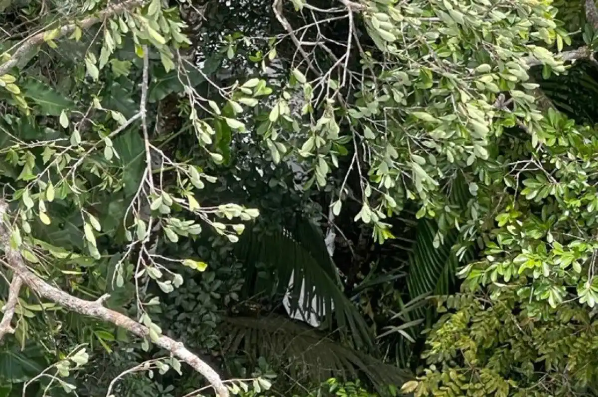 Hallan nuevos rastros de los niños desaparecidos en la selva