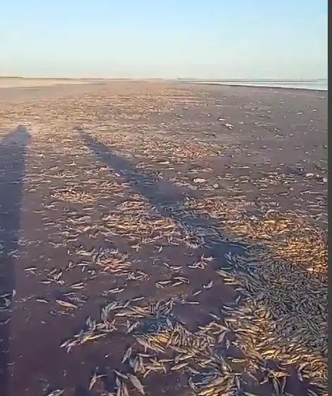 Gran mortandad de peces por la bajante de la laguna.