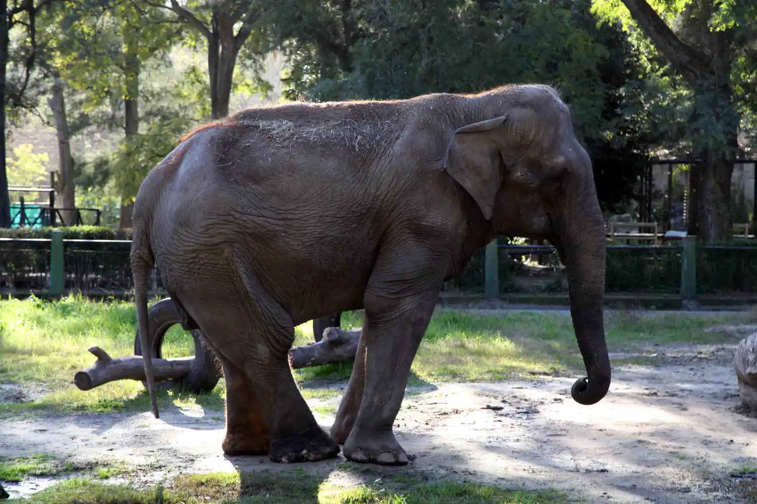 La elefanta del Zoo de La Plata cumplió 50 años y temen por su salud