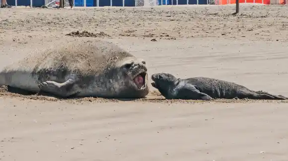Murió el cachorro de elefante marino que había nacido en las playas de Punta Mogotes