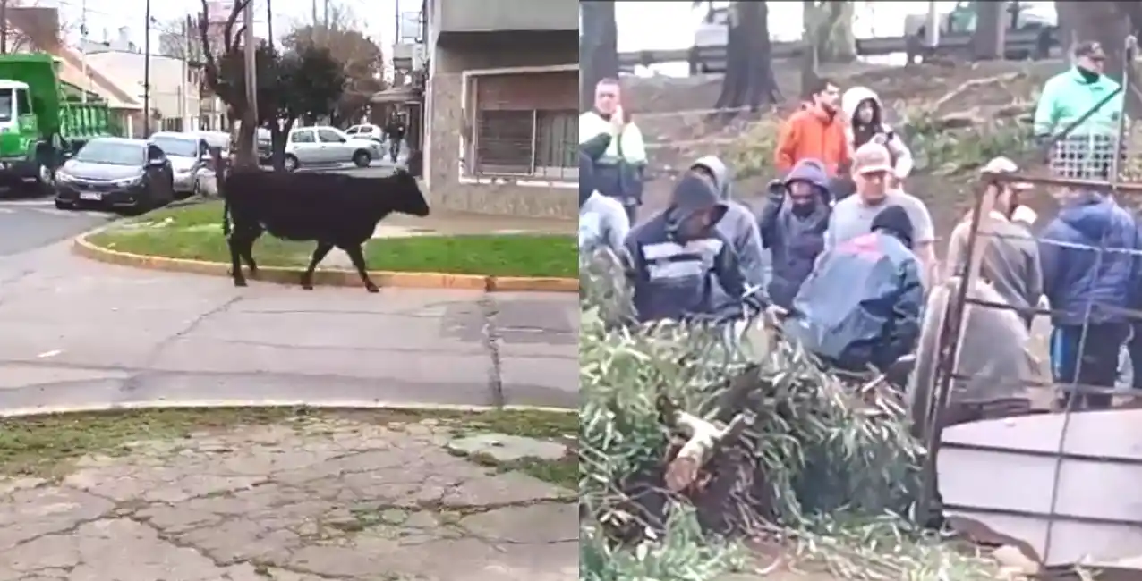 El video rápidamente circuló en las redes sociales