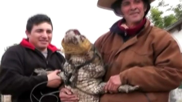 En Islas del Ibicuy capturaron un yacaré de más de dos metros
