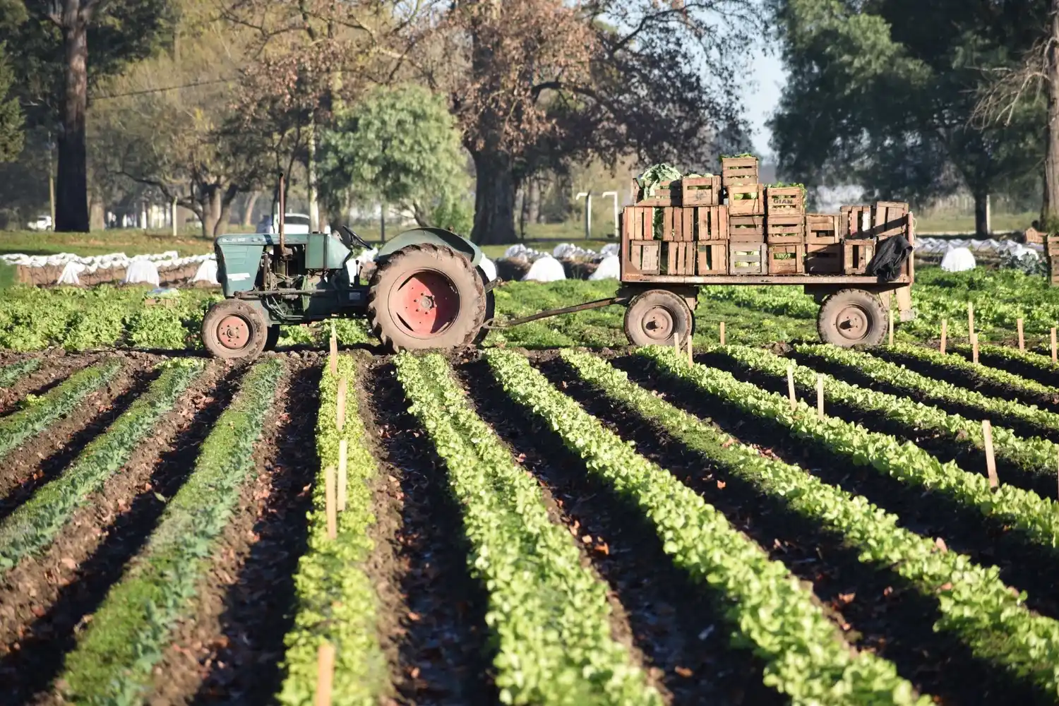 Santa Fe: brindarán acompañamiento a productores frutihortícolas afectados por la sequía