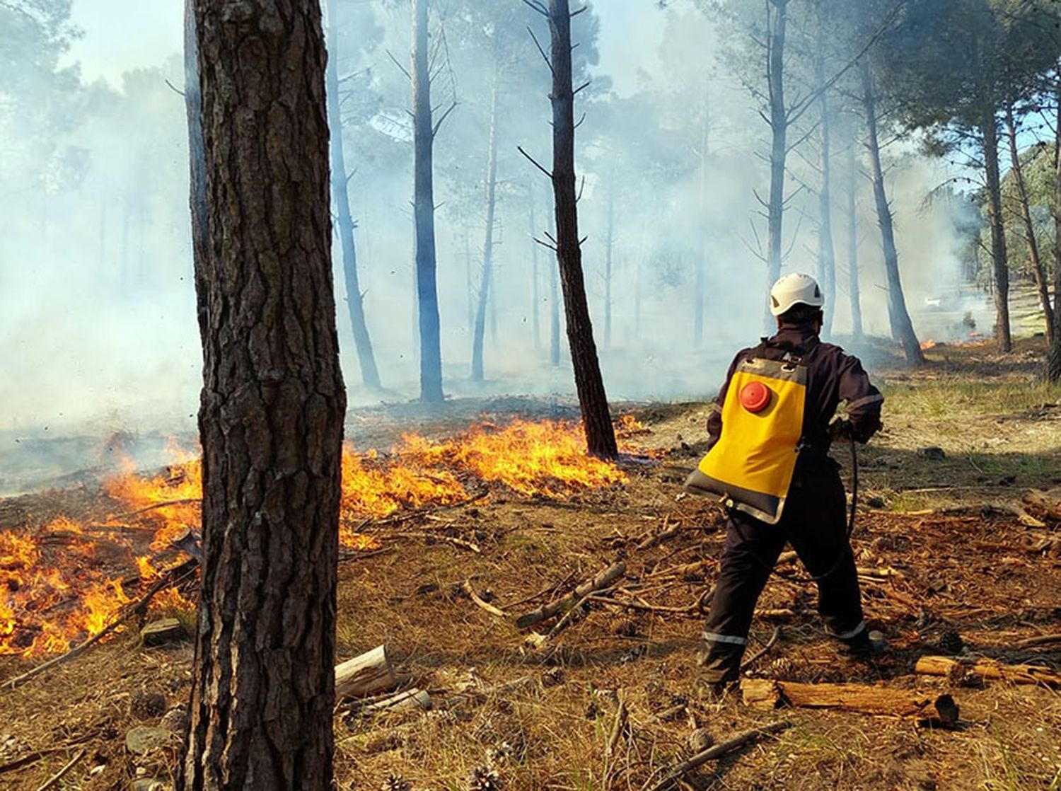 Incendio arrasó un monte de 20 hectáreas