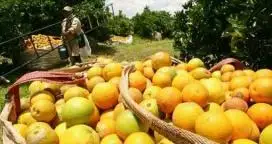 Bordet: "estamos muy cerca de ingresar la producción de citrus a Brasil"