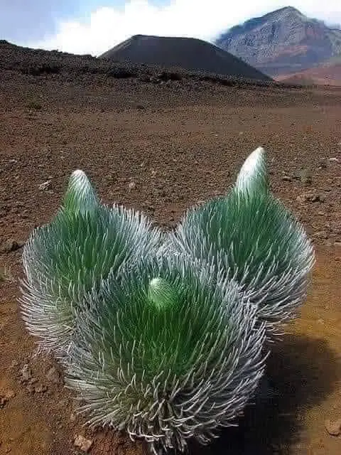 La misteriosa Flor de la Paciencia