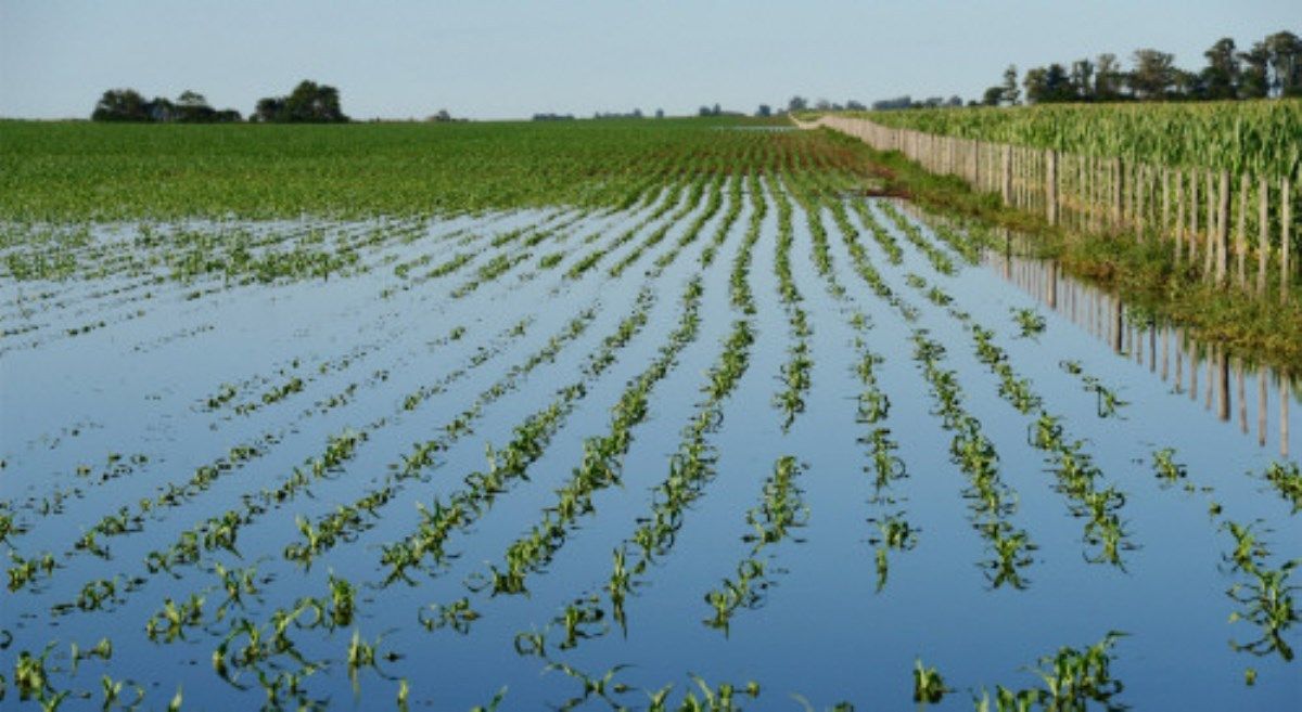 Más de la mitad del área sembrada con trigo se encuentra afectada por excesos hídricos