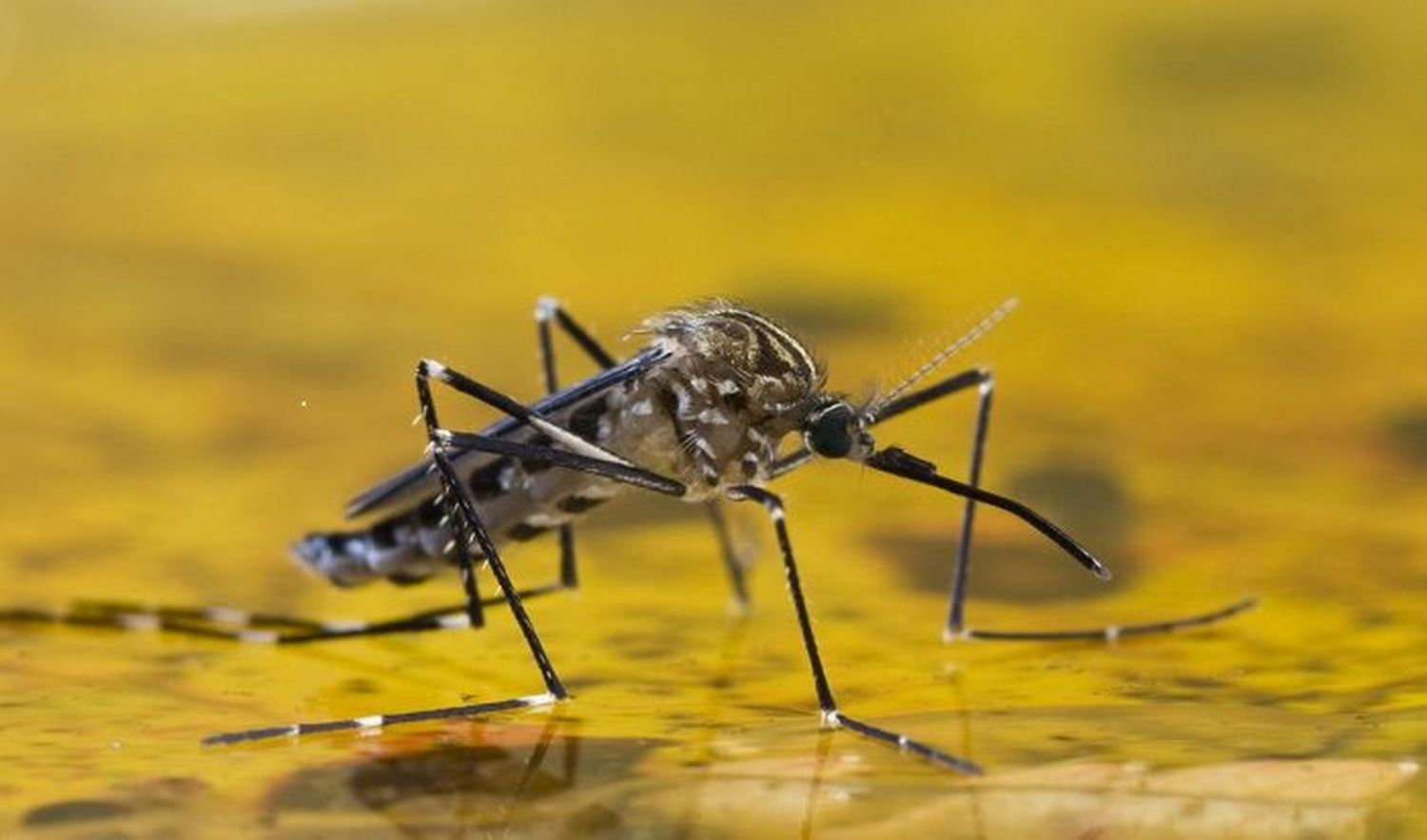 ¡ALERTA EN ORIENTE! Reportan brote de fiebre amarilla en animales y humanos